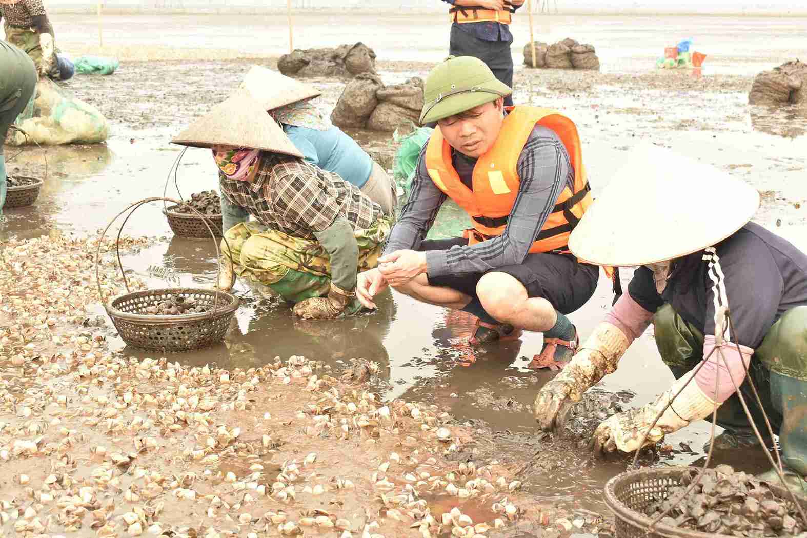 Nhiều khu vực bãi triều bị ảnh hưởng nghiêm trọng do ngao chết.