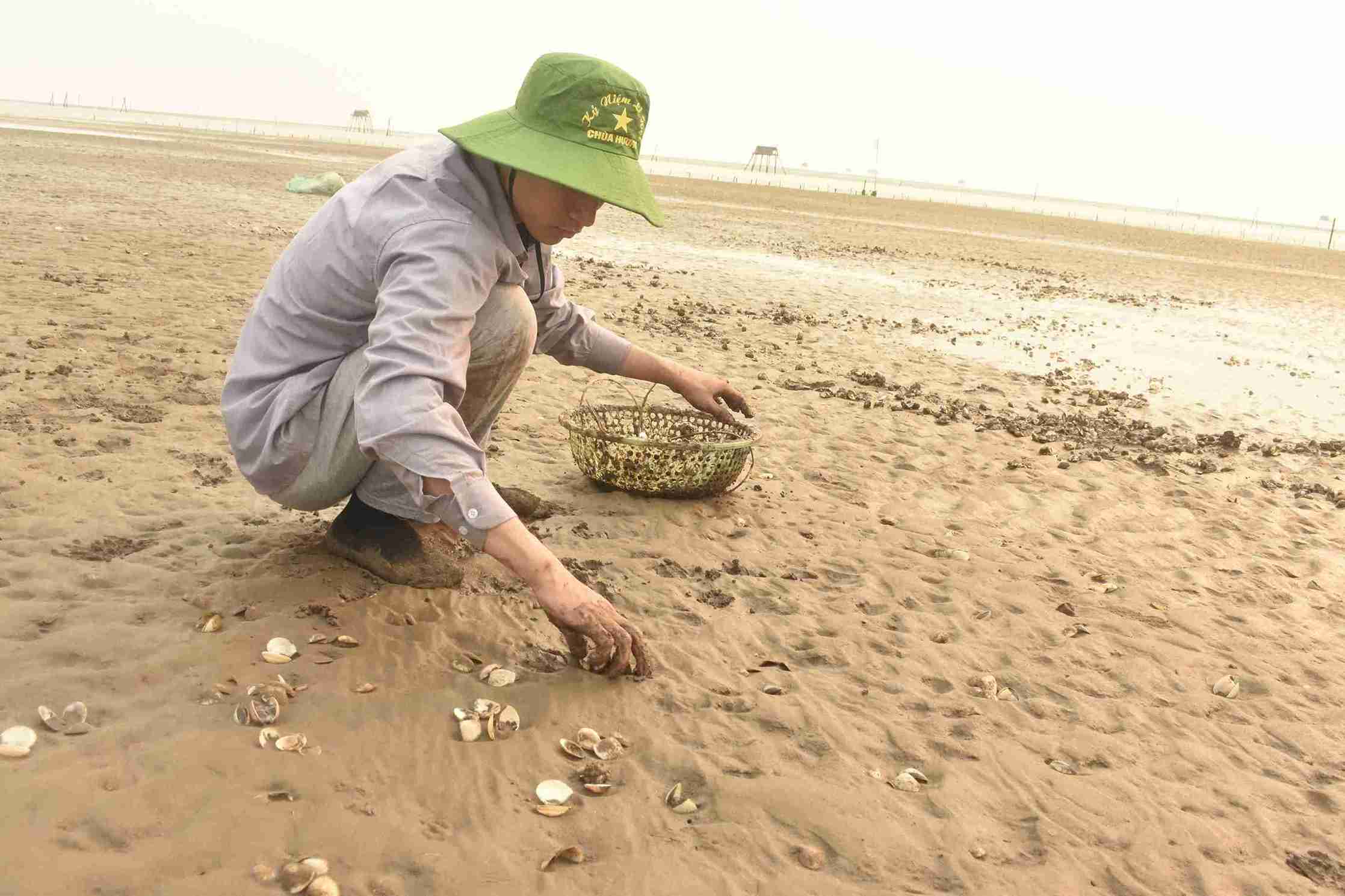 Dead clams spread widely, people struggle to collect them. Photo: Ha Huong
