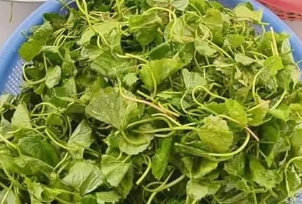 Pennywort juice is said to help detoxify, soothe the body and effectively support liver cooling. Photo: Kieu Vu