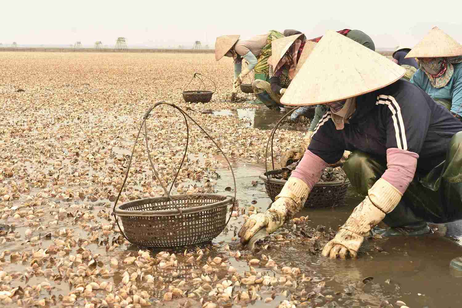 Người nuôi ngao đối mặt thiệt hại hàng tỉ đồng. Ảnh: Hà Hương 