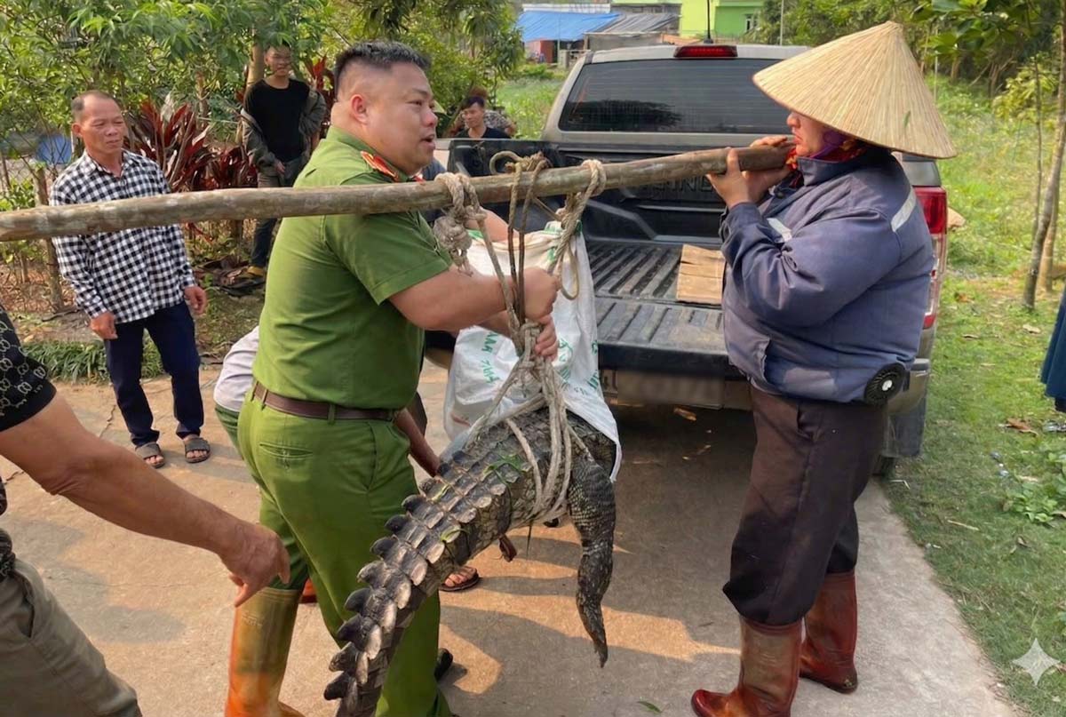 Commune police and people bring the crocodile back to a safe area after the siege. Photo: People provided