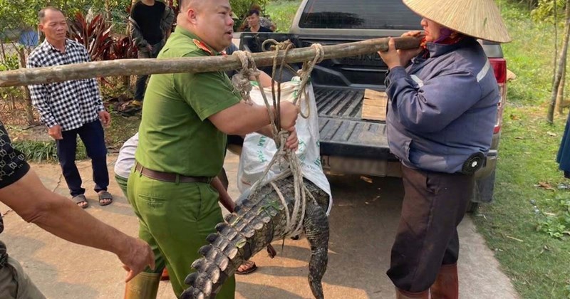 Quảng Ninh: Phát hiện cá sấu dài hơn 2 mét trong kênh