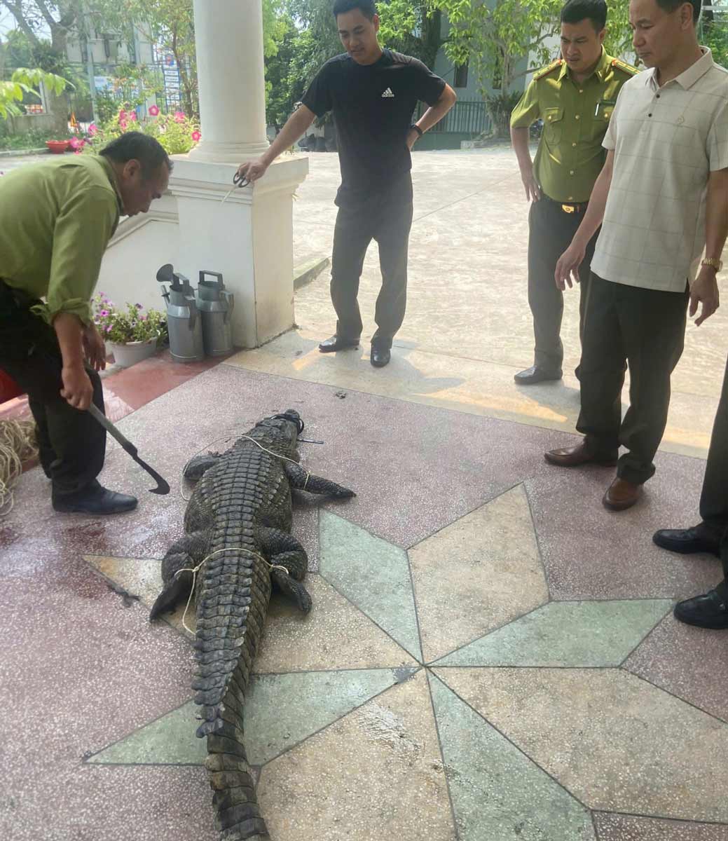 Con cá sấu dài khoảng 2,3 m, người dân phát hiện trong mương nước. Ảnh: Người dân cung cấp