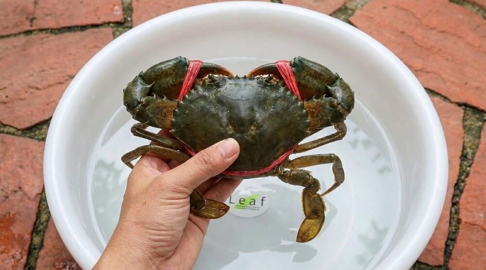 Housewives can refer to tips to choose fresh, firm crabs. Photo: Tuan Dat