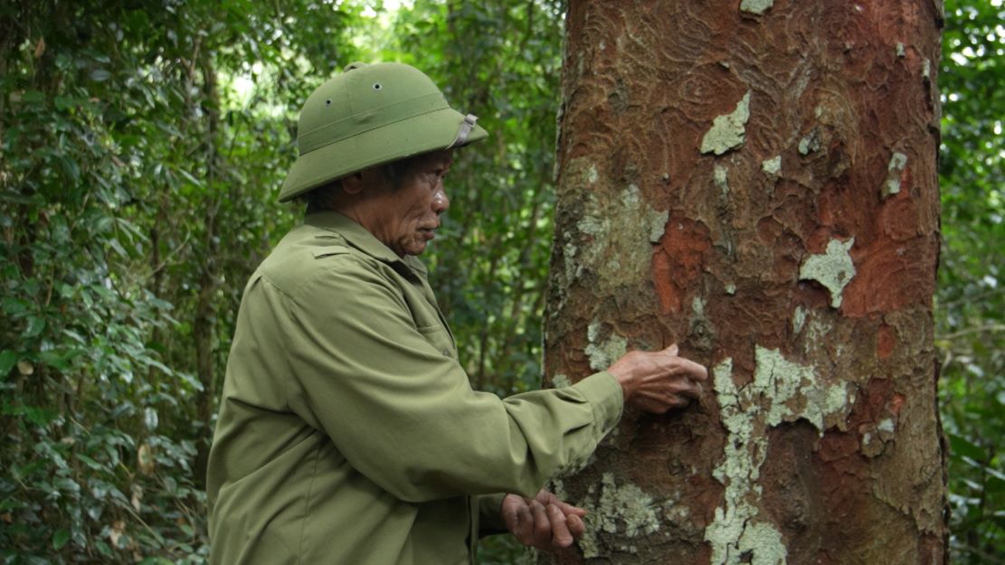 Old farmer Truong Quoc Do has been keeping precious ironwood forest for more than 30 years. Photo: Thanh Trung