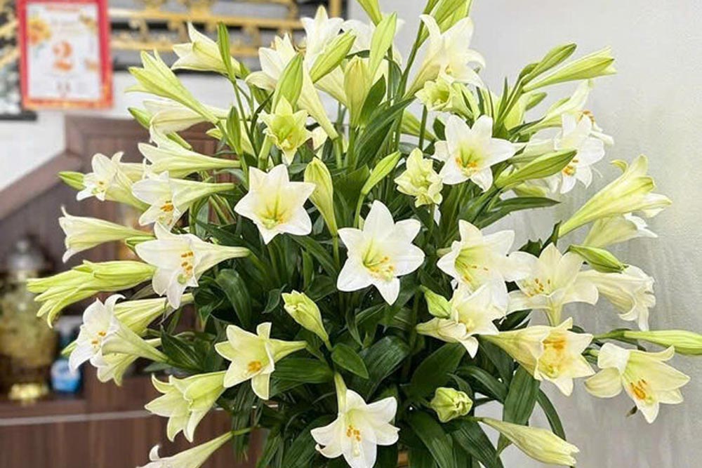 Quelques secrets simples pour prendre soin des lys que les femmes au foyer peuvent consulter. Photo: Hải Yến