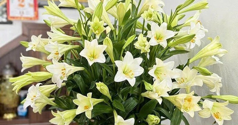 5 bí quyết giúp hoa ly tươi cả tuần cho chị em nội trợ