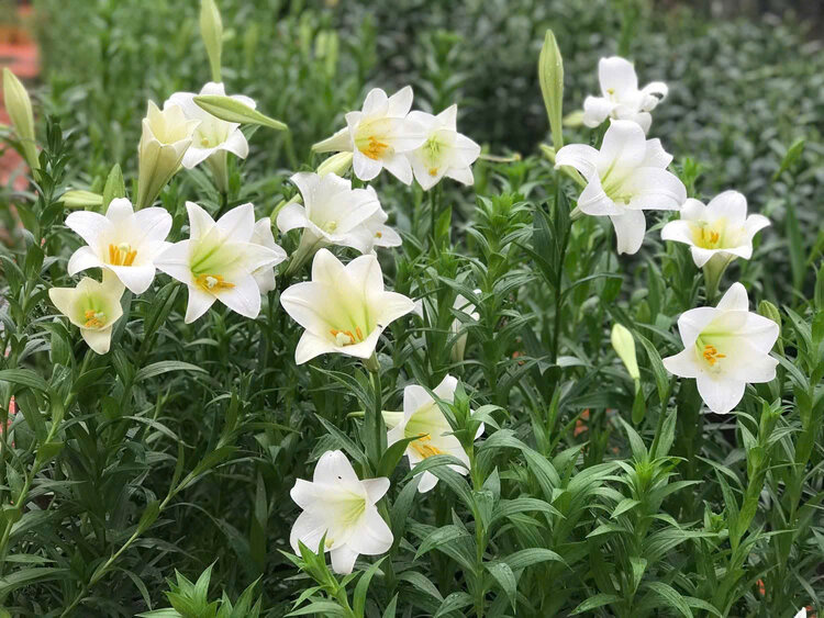 Chăm sóc hoa loa kèn đúng cách sẽ giúp giữ độ tươi lâu và rực rỡ hơn. Ảnh: Lan Nguyễn