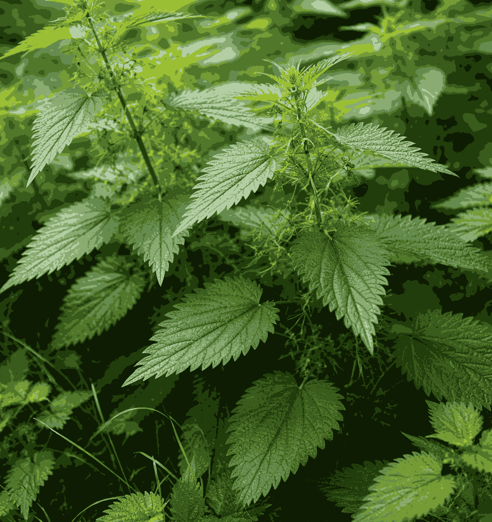 Tram ma is a wild plant that is assessed to have the potential to support uric acid elimination. Graphic photo: Quang Minh.