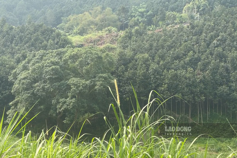 Những đồi quế xanh mướt dọc đường mới. Ảnh: Đinh Đại