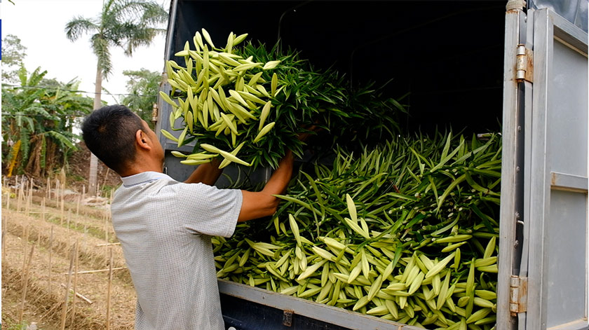Lily flowers are in season, people cut to where, traders take to there. Photo: My Ly