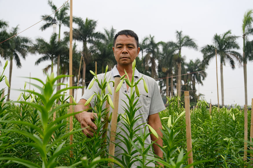 Theo ông Tùng, chất lượng hoa loa kèn năm nay khá tốt. Ảnh: Mỹ Ly