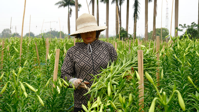 Bà Định ra đồng từ sáng để thu hoạch hoa loa kèn. Ảnh: Mỹ Ly