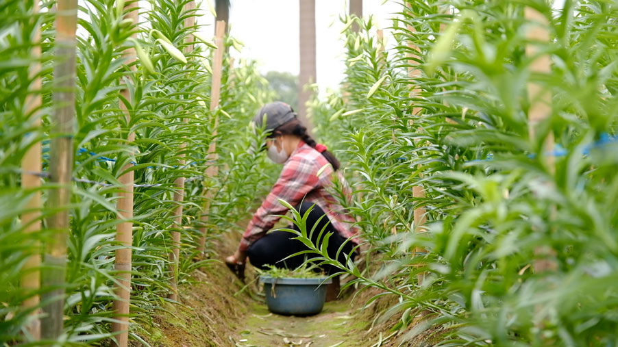 Hoa loa kèn phải trải qua 6-7 tháng vun trồng, chăm sóc mới có thể thu hoạch. Ảnh: Mỹ Ly