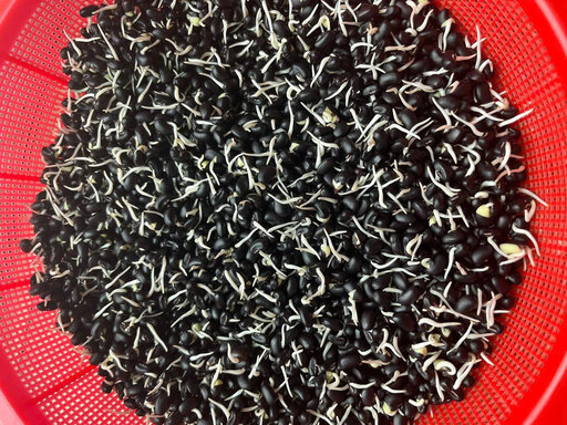 Les haricots après fermentation germent, faciles à préparer dans de nombreux plats variés. Photo: Hiền Bí