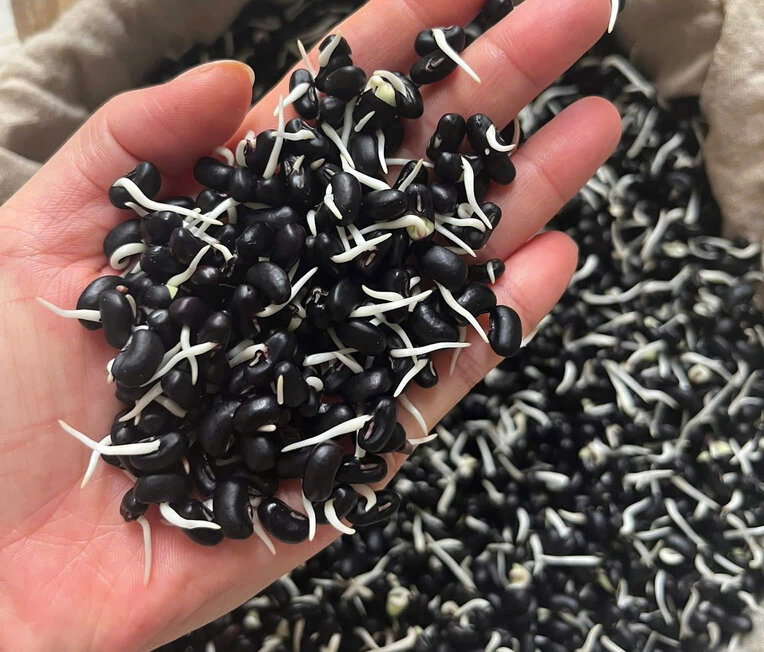 Bí quyết nhỏ giúp đậu nảy mầm đều đẹp, sẵn sàng cho nhiều cách chế biến trong bữa ăn hằng ngày. Ảnh: Hiền Bí