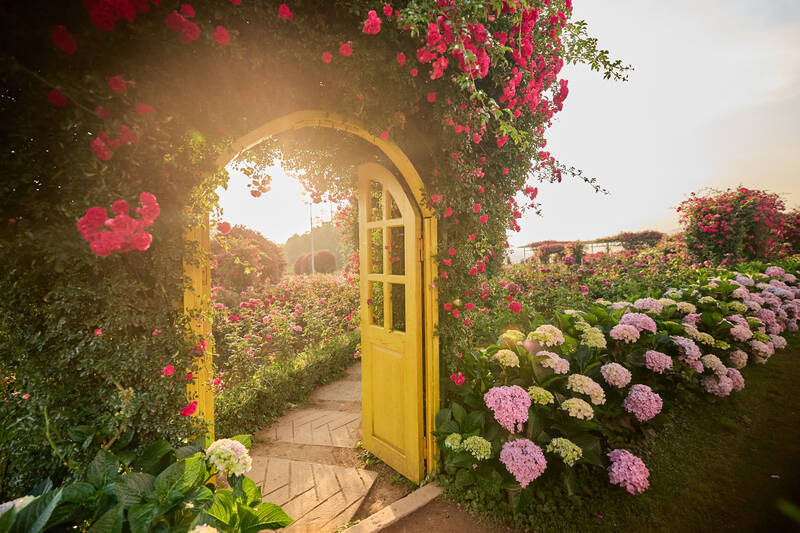 Vẻ đẹp triệu đóa hồng khoe sắc giữa thung lũng hoa Fansipan. Ảnh: Thanh Sơn