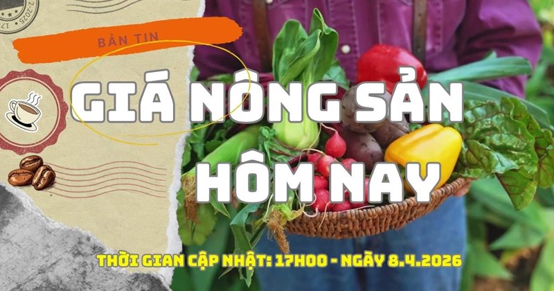 Giá cà phê hôm nay (8/4) giảm mạnh vào cuối ngày