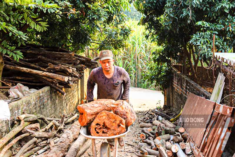 Không chỉ trên các công trường, cuộc chiến với nắng nóng cũng diễn ra gay gắt không kém tại các trang trại ở ngoại ô. Đẩy chiếc xe rùa nặng trĩu, người nông dân dường như phải dồn hết sức lực để chống lại cả sức nặng của vật liệu và cái nóng hầm hập hắt lên từ nền đất. Họ thậm chí phải túc trực 24/24 giờ để vận hành hệ thống trang trại.