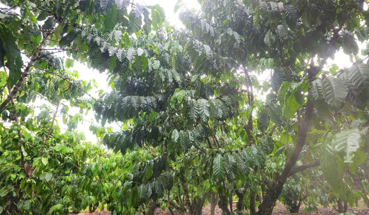 Cơn mưa vàng giải khát cho hàng trăm ngàn ha cây trồng tại nhiều địa phương trên địa bàn tỉnh Lâm Đồng. Ảnh: Phúc Khánh 