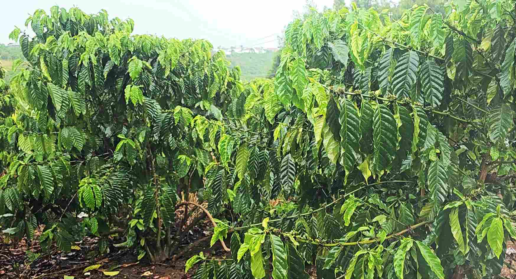 Les caféiers dans de nombreuses localités de la province de Lâm Đồng sont rafraîchis après la pluie de secours. Photo: Phúc Khánh