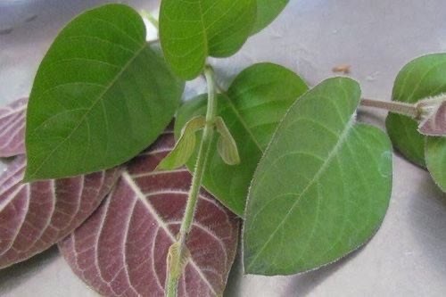 Apricot leaves have some nutrients that support liver detoxification. Photo: Quang Minh.