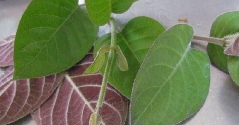 How to detoxify the liver with mơ lông leaves
