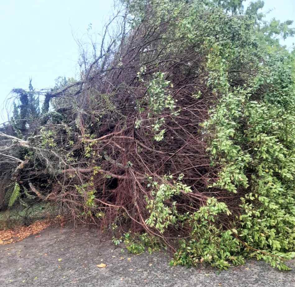 Cây xanh tại Trung tâm Văn hóa, Thông tin và Thể thao phường 1 Bảo Lộc bị ngã đổ. Ảnh: Thanh Nhàn 