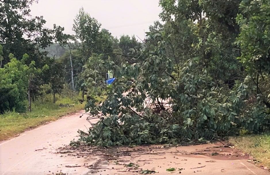 Cây xanh trên đường Lý Thường Kiệt bị lốc xoáy làm ngã đổ. Ảnh: Phúc Khánh 