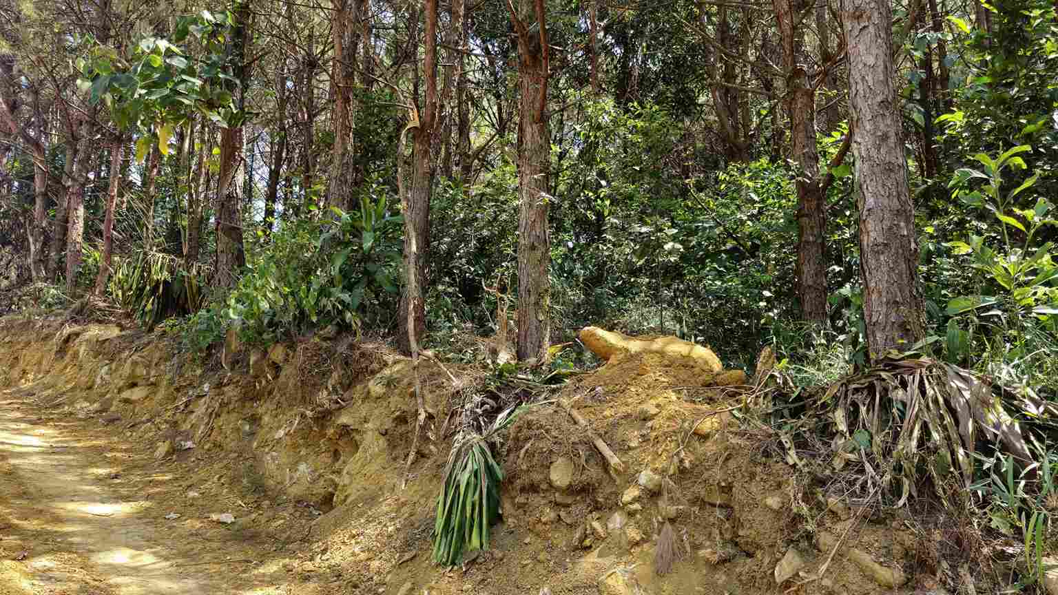 Hàng chục cây thông bị tác động do hoạt động san gạt, đào múc, mở đường. Ảnh: Phúc Khánh 