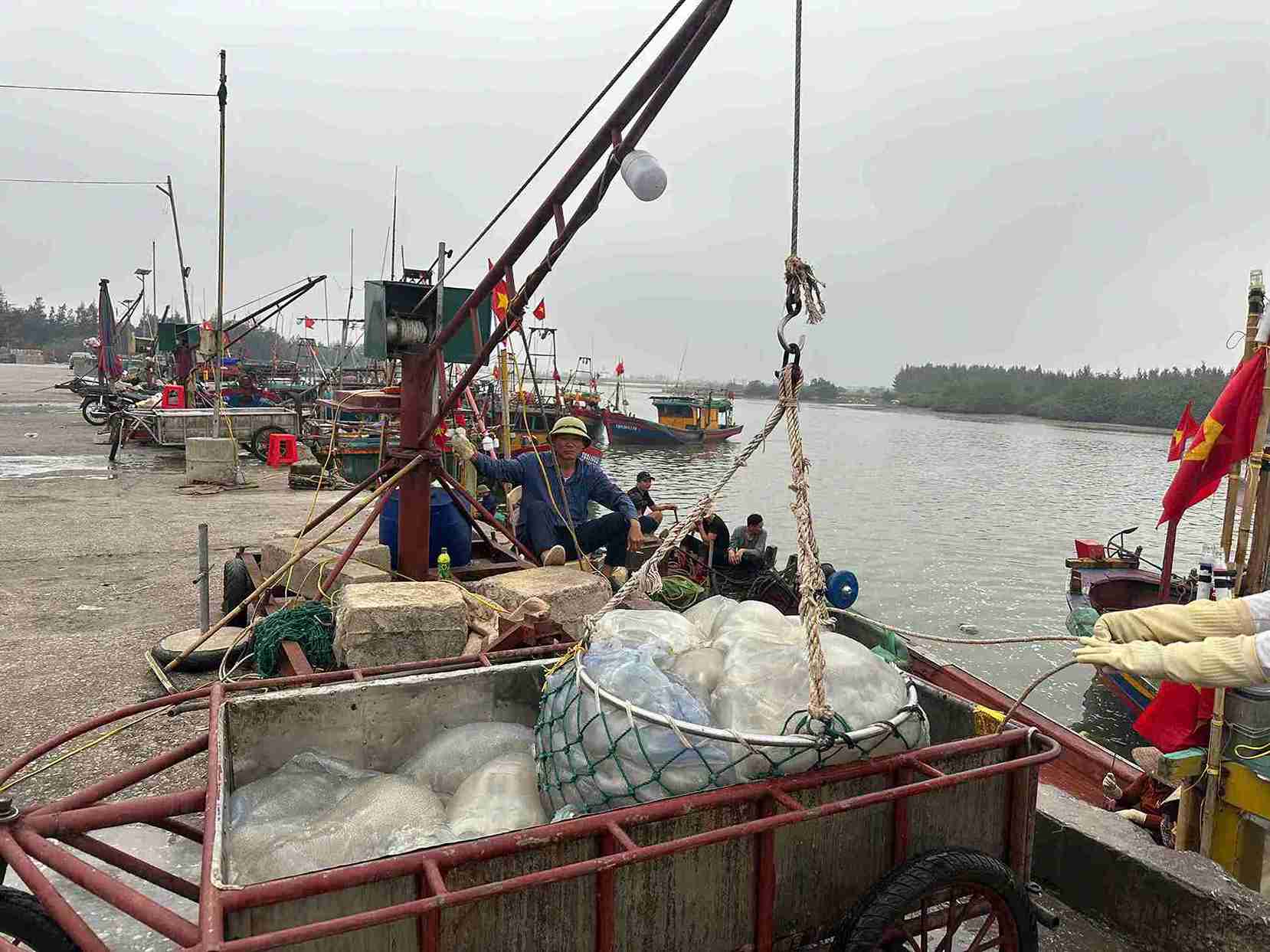 Boots of jellyfish are pulled up after harvest. Photo: Ha Huong