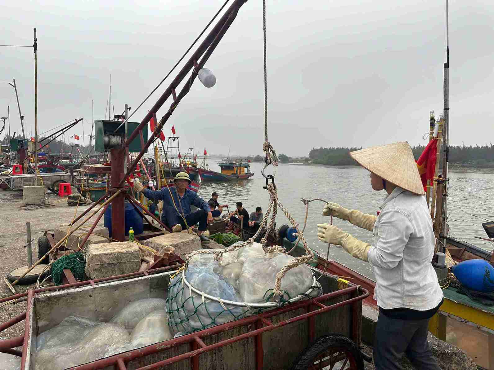 Ngư dân xã Nam Cường tranh thủ ra khơi từ sớm để kịp chuyến biển mùa sứa. Ảnh: Hà Hương