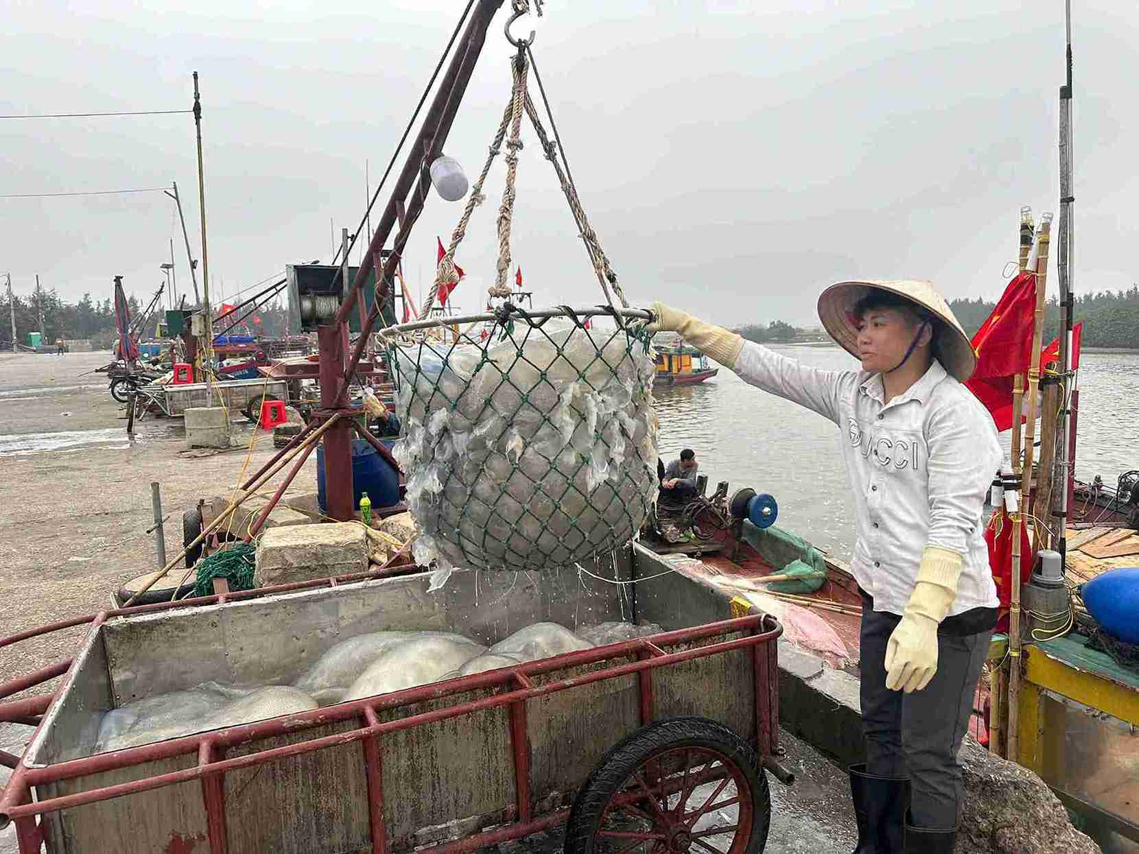 Lao động nghề biển vất vả nhưng ngư dân vẫn phấn khởi nhờ nguồn thu ổn định từ mùa sứa. Ảnh: Hà Hương