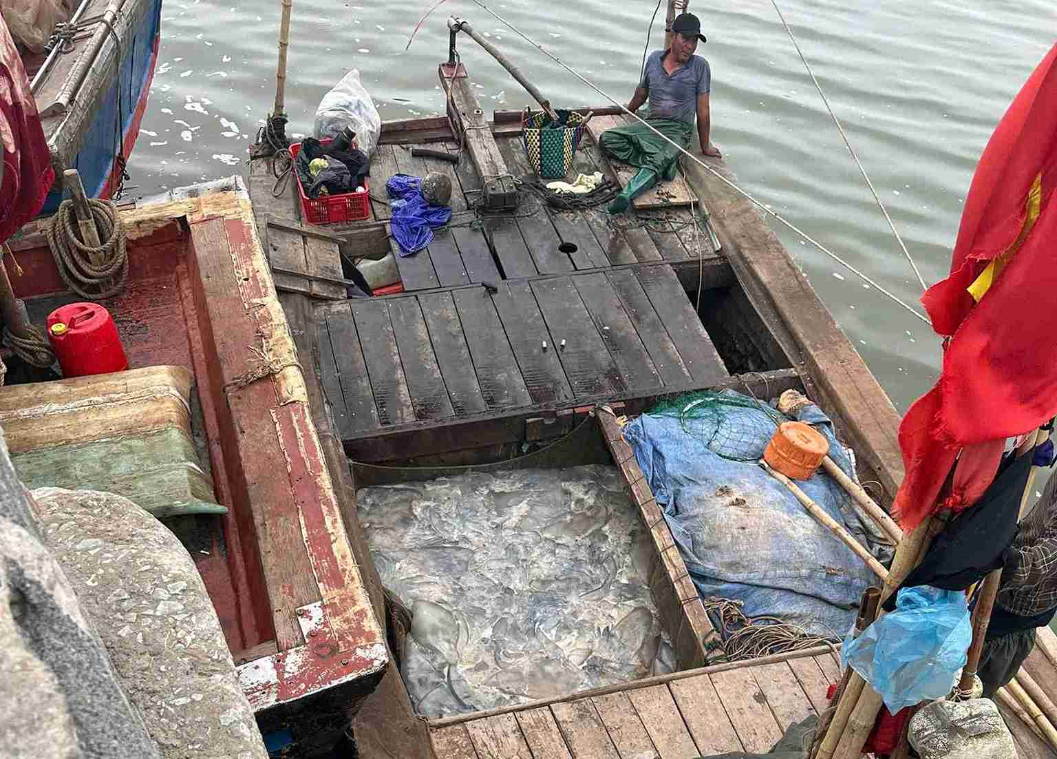 Những mẻ lưới đầy sứa mang lại niềm vui cho ngư dân sau nhiều giờ lênh đênh trên biển. Ảnh: Hà Hương