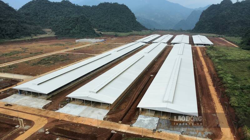 Quỹ đất phục vụ dự án phần lớn là đất nông nghiệp được thu hồi, do đó người dân địa phương mong muốn trại bò sữa sớm hoàn thành, tạo việc làm, sinh kế ổn định. Ảnh: Việt Bắc.