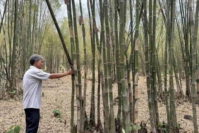 누이깜 코뮌(안장) 주민들이 대나무 밭을 돌보고 있습니다. 사진: 탄상/TTXVN