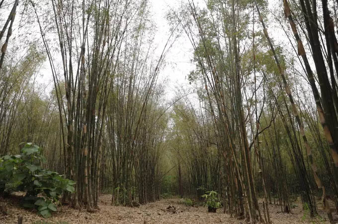 Vườn tầm vông trồng tại Bảy Núi, tỉnh An Giang. Ảnh: Thanh Sang/TTXVN