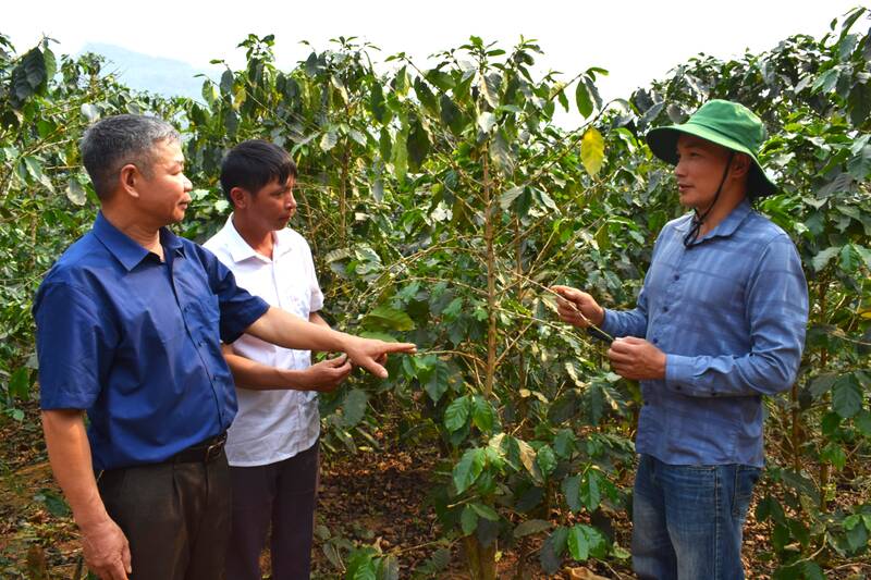 Sang Na Tre Cooperative, Chieng Mai commune, Son La province exchanges methods of caring for coffee in hot weather, water shortage during flowering and fruit setting. Photo: Truong Son