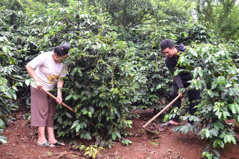 Người dân bản Trung Tâm, phường Chiềng An chăm sóc cà phê thời kì nắng nóng. Ảnh: Trường Sơn