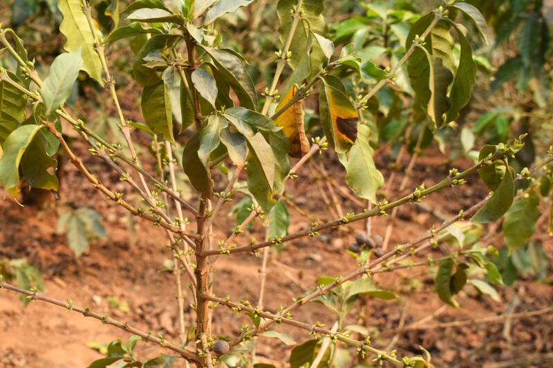 Nhiều diện tích cà phê đang thời kì ra hoa bị khô hạn, thiếu nước. Ảnh: Trường Sơn