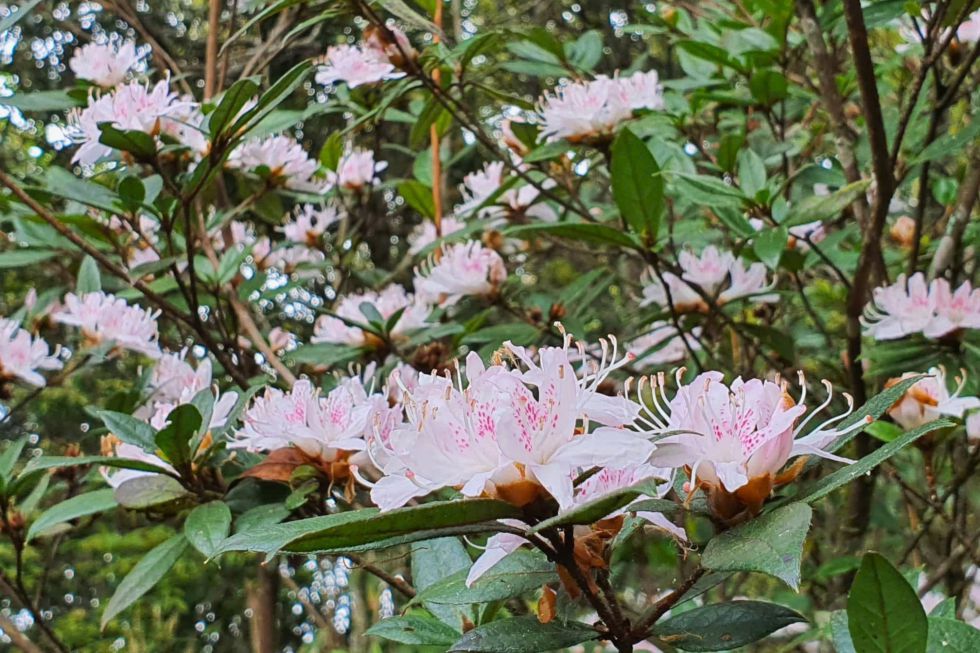 Azaleas blooming in the primeval forests of Nam Nghep village, Ngoc Chien commune, Son La province. Photo: Truong Son