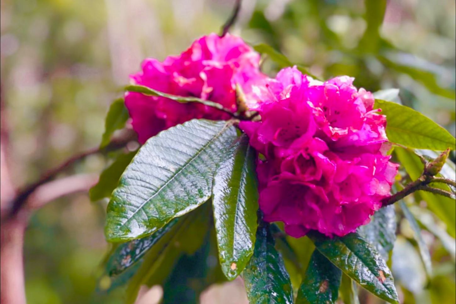 Hoa đỗ quyên. Ảnh: Trường Sơn