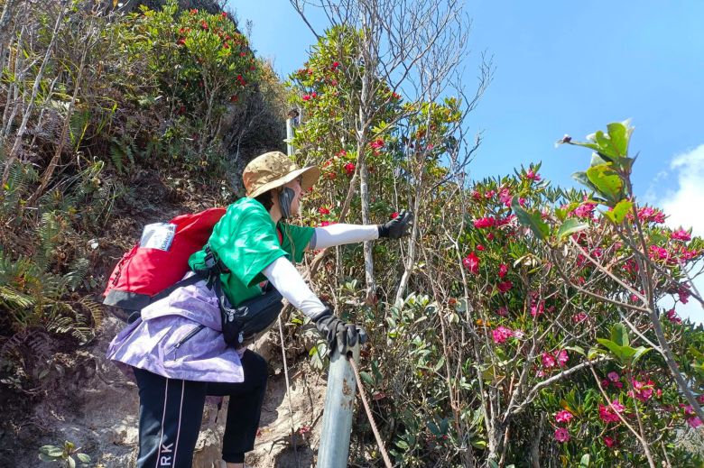 Du khách trải nghiệm leo núi ngắm hoa đỗ quyên trên đỉnh Tà Chì Nhù, bản Nậm Nghẹp, xã Ngọc Chiến, tỉnh Sơn La. Ảnh: Trung Hải