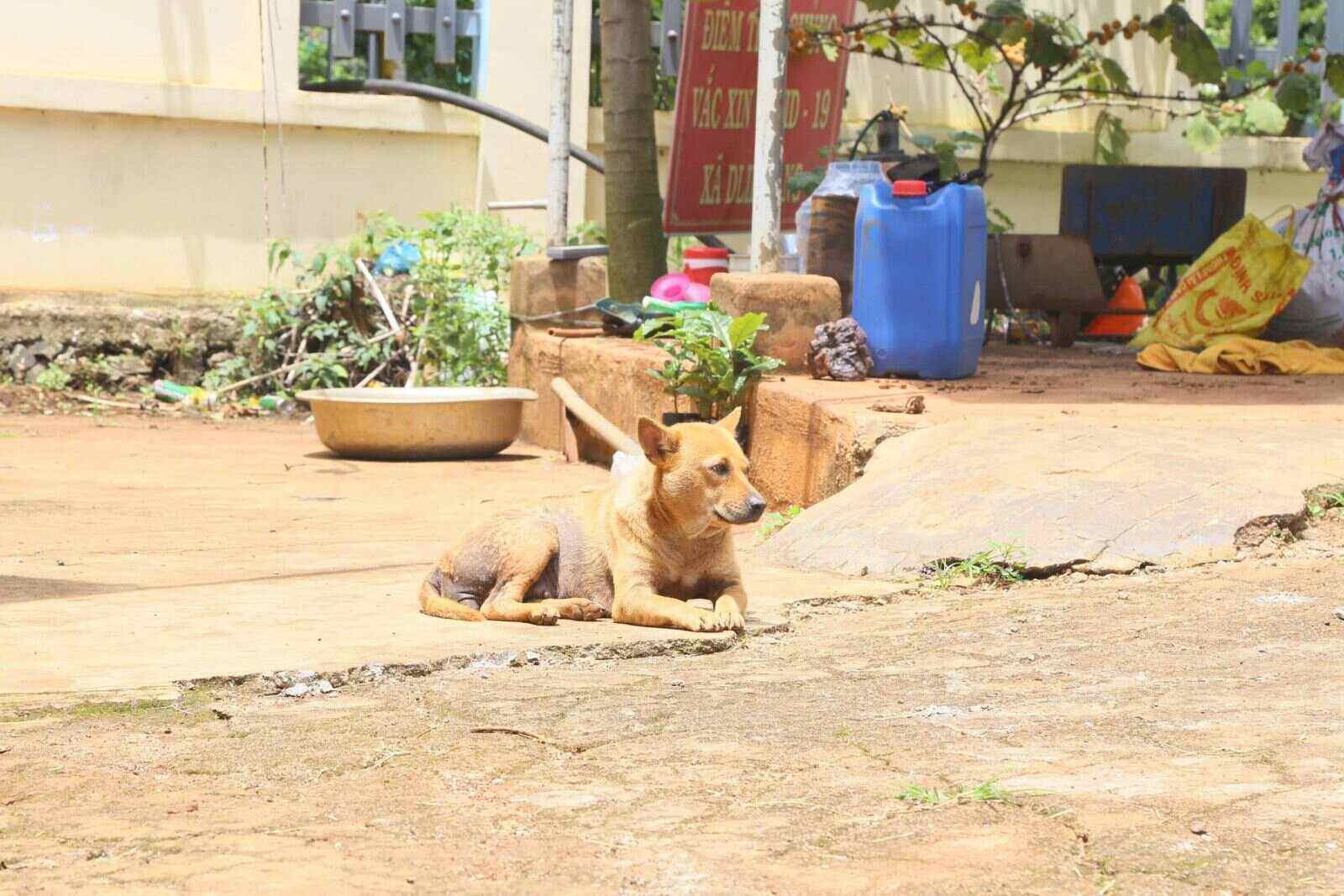 Some people in Dak Lak province still do not have the habit of vaccinating their dogs. Photo: Bao Trung