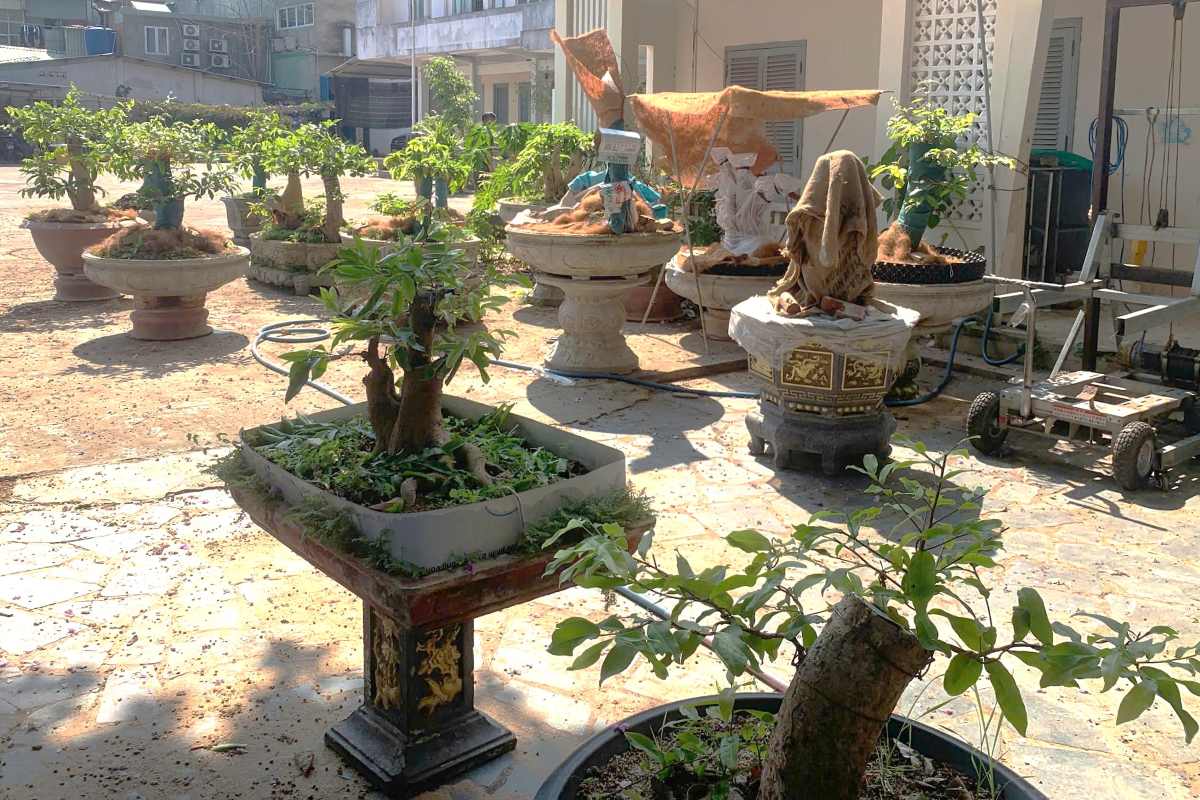 Một số gốc mai vàng bị phát hiện, lập biên bản xử phạt và tịch thu tại Côn Đảo. Ảnh: Mạnh Cường