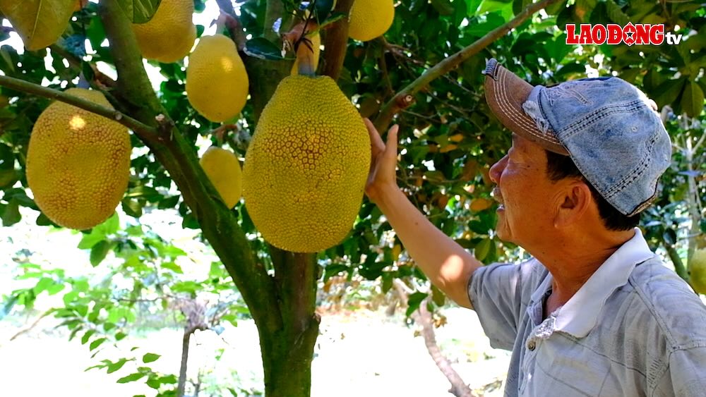 Jackfruit widens export path, farmers and experts still have many concerns