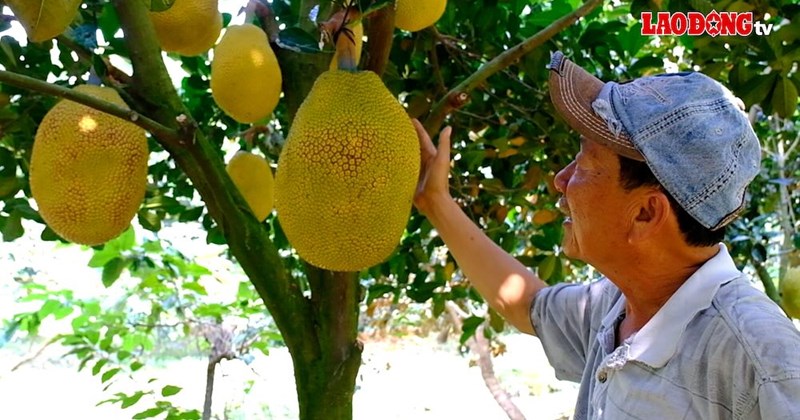 Mở rộng đường xuất khẩu mít, không còn lo "giải cứu
