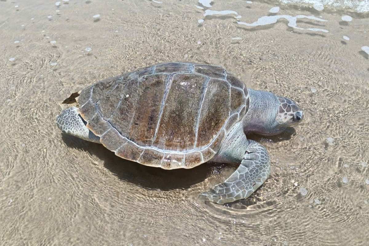 Sea turtle individual died, drifted into Vung Tau sea at noon on April 9. Photo: Nam Ngoc