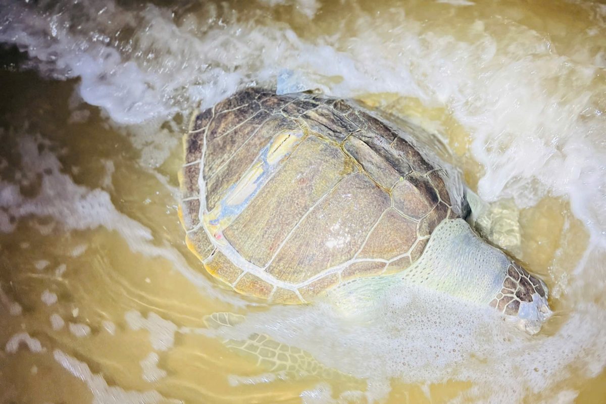 Cá thể rùa biển dạt vào bờ lúc rạng sáng ngày 5.4. Ảnh: Minh Phúc