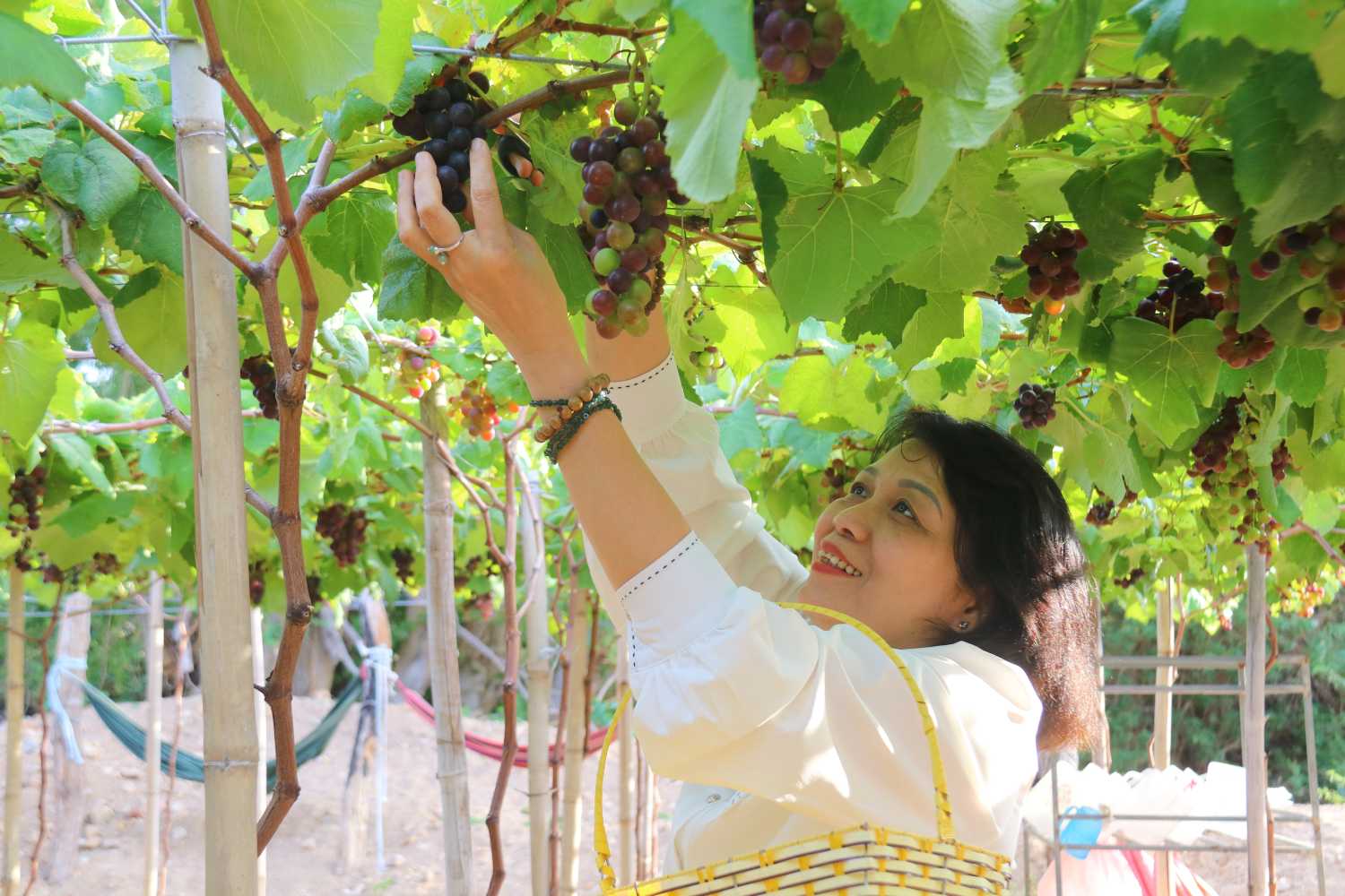 Nông nghiệp tuần hoàn thành xu hướng khởi nghiệp công nghệ cao